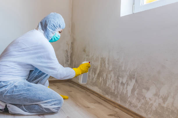 Licensed Black Mold Remediation service in Helmetta, NJ - Car Mold Remediation