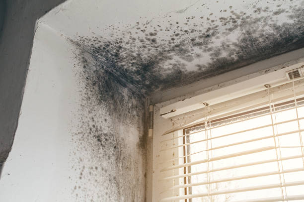 Affordable Black Mold Remediation solutions in Helmetta, NJ